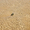 stone in water background