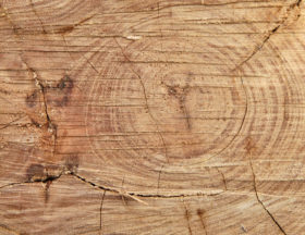 Photo of the wood rings of a cut log