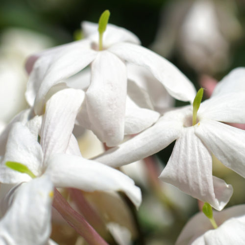 stock photo of three white jasmine flowers