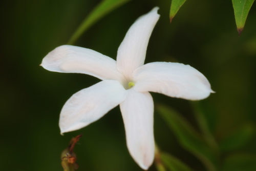 stock photo of white jasmine flower