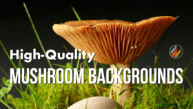 94 Fantastic Free Images for a Mushroom Wallpaper, Background or Texture