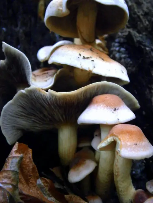 abstract mushroom image