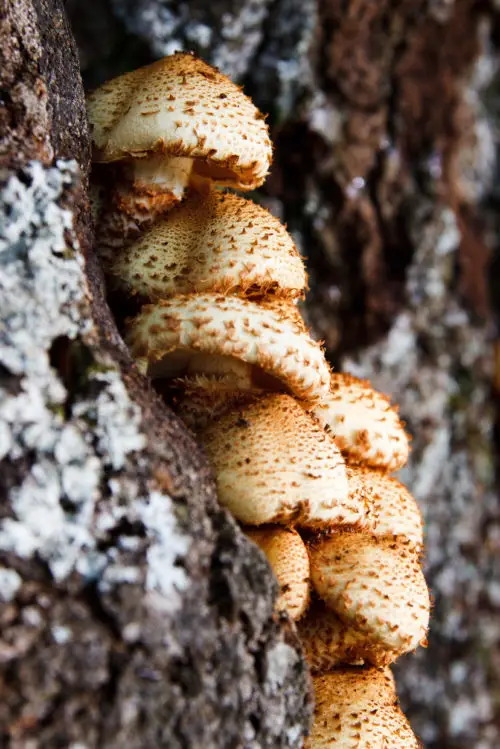 autumn mushrooms free photo background image