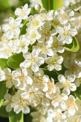 Three stock photo small white flower backgrounds