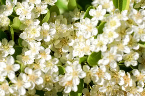 background texture of small white flowers