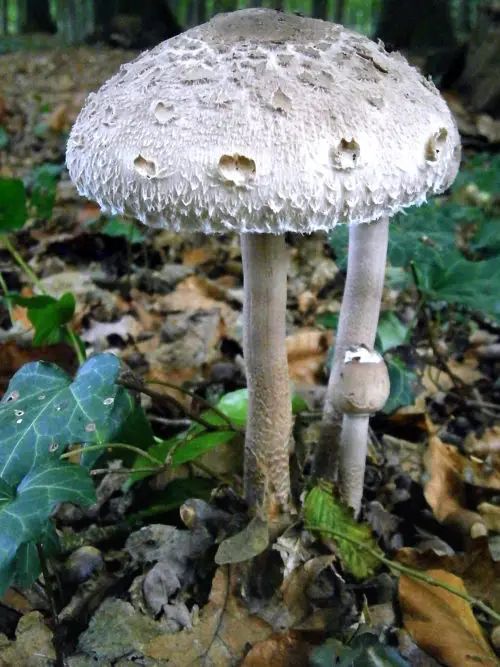 big white mushroom
