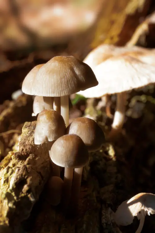 brown mushroom background