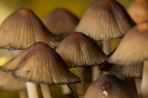 brown mushroom background image