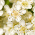 closeup image of many small flowers