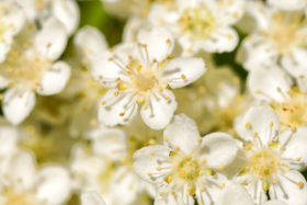 Three stock photo backgrounds of some nice small white flowers