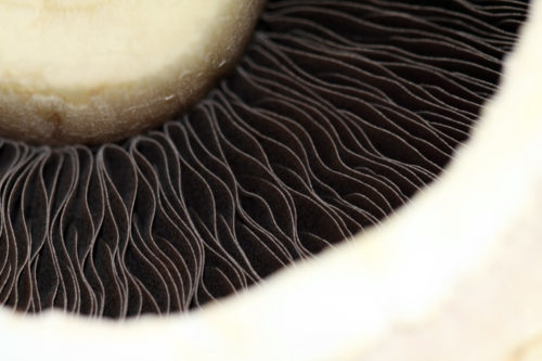 closeup of mushroom background texture