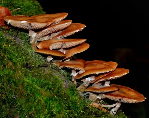 descending mushroom background