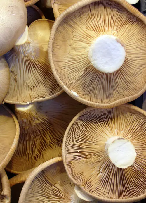 excellent mushroom texture