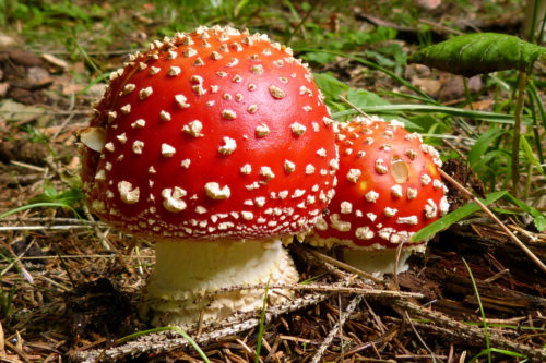 fat red mushroom image