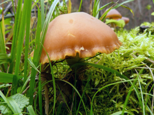 grass and mushroom texture