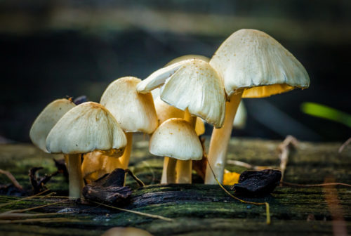great mushroom picture