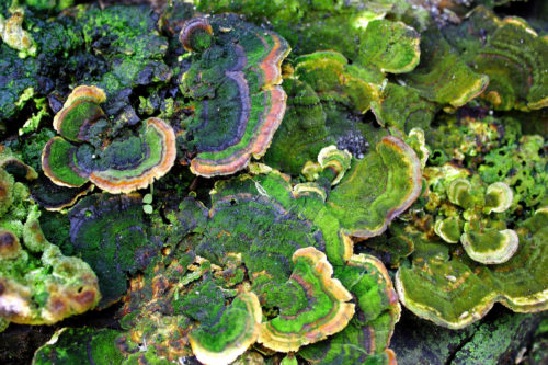 green mushroom background
