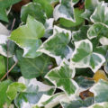 ivy creeper plant background