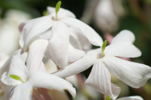 white jasmine flowers background image
