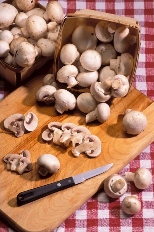 kitchen mushroom photo