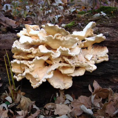 log with mushroom background