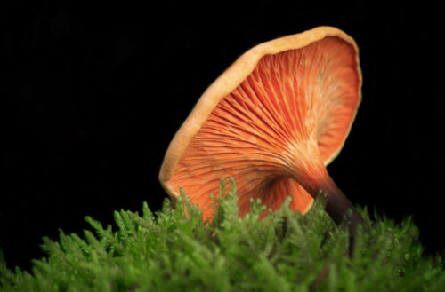 lone orange mushroom