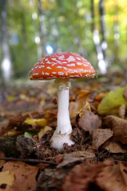 lone red mushroom background
