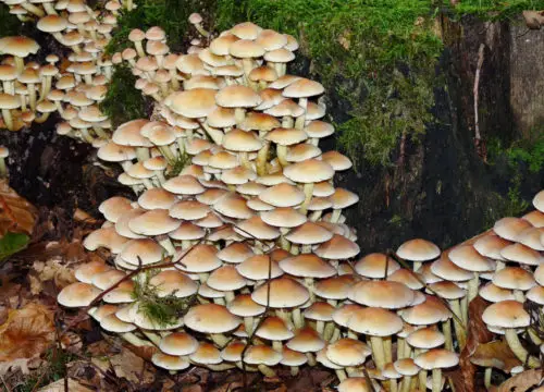 lots of mushrooms