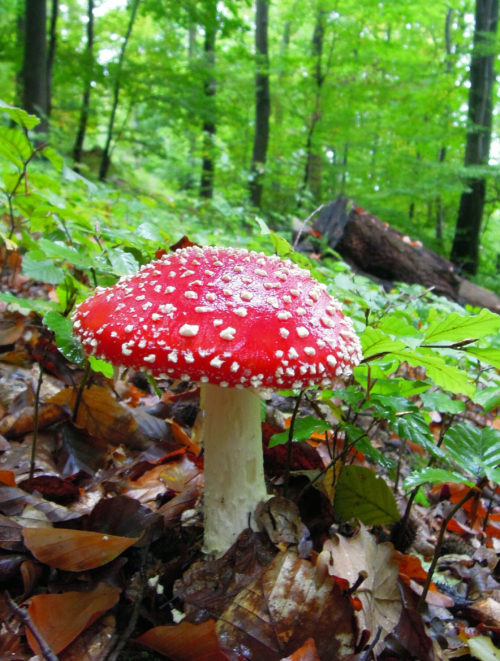 mushroom in rainforest