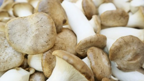 mushroom texture background image