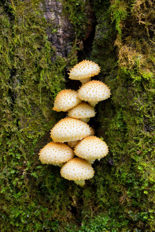 mushrooms in crack