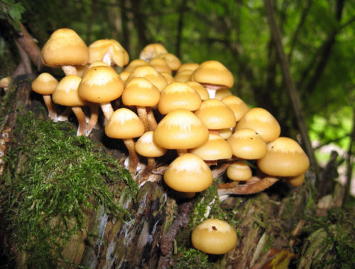 nameko mushrooms pile in forest