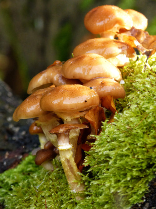 portrait mushroom background image