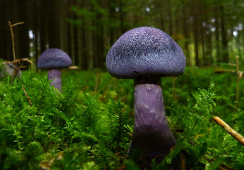 purple mushrooms free background image