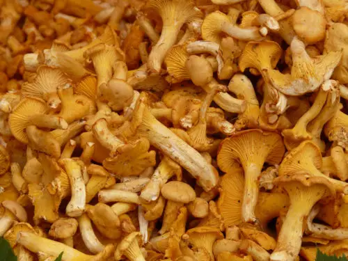 real chanterelles mushroom background image