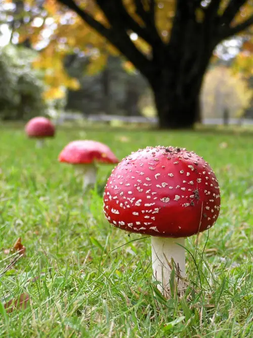 row of red mushroom picture