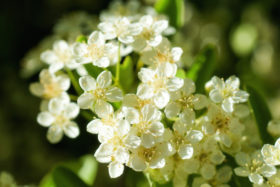 Two free photos of some small white flowers