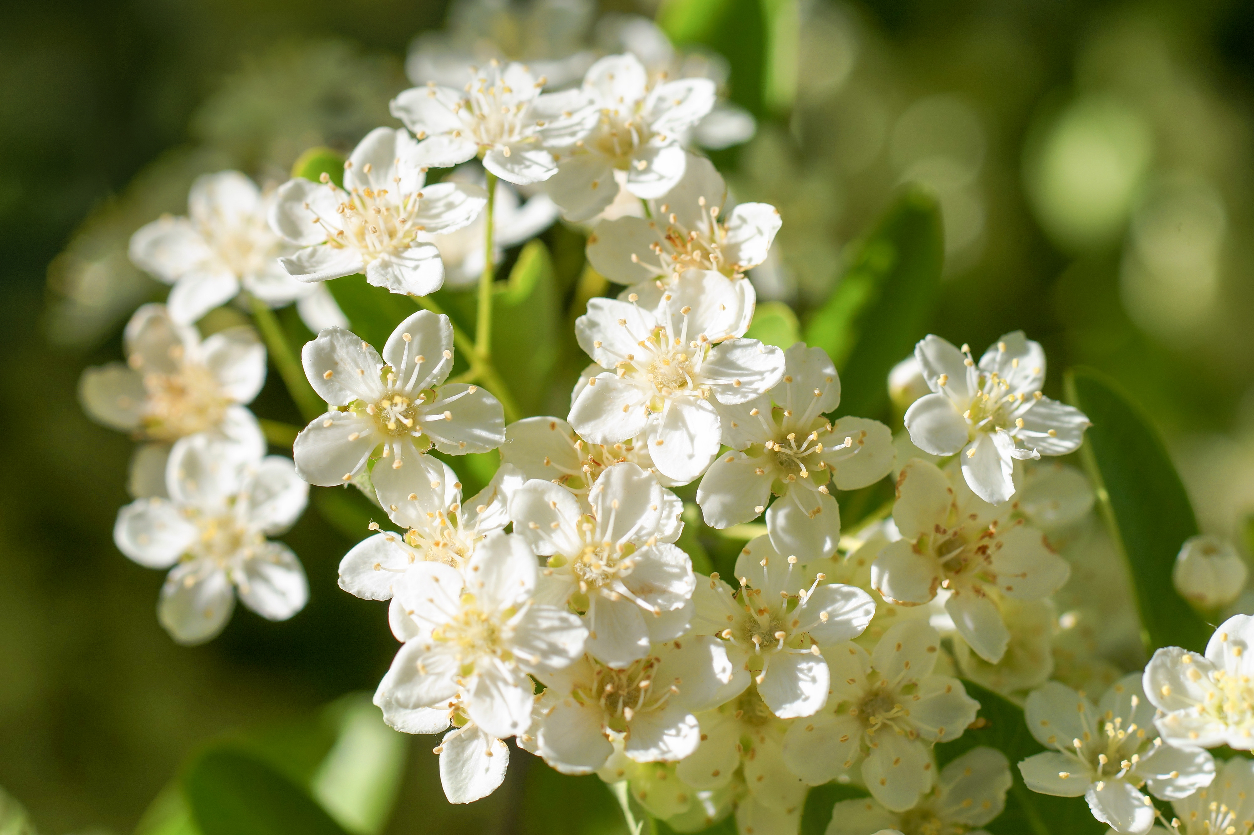 Two free photos of some small white flowers