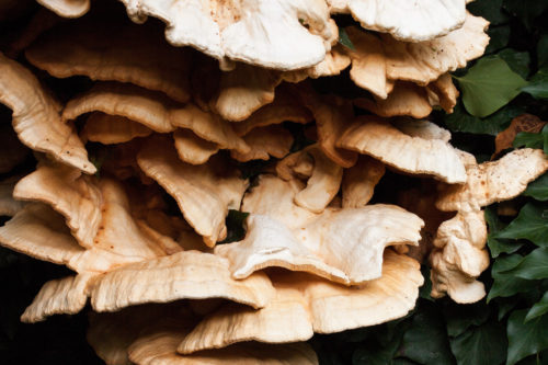 sulphur ovinus mushroom background