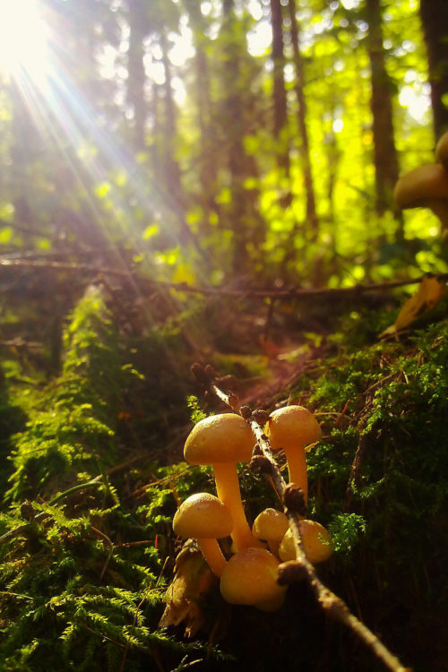sunlight on mushrooms