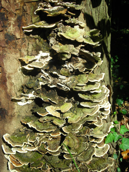 tramete tree mushroom background