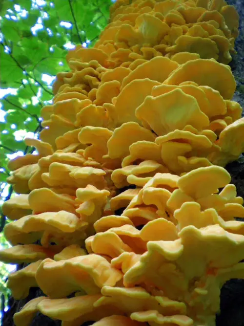 tree covered in mushroom background
