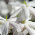 free stock photo of white jasmine flower background image