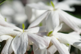 Two free photos of a white jasmine flowers