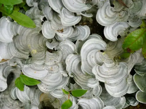 free white mushroom wallpaper background