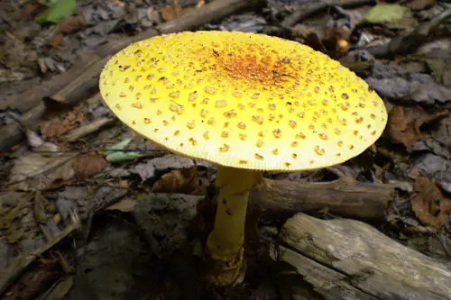 yellow mushroom wallpaper