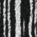 Seamless fur of a zebra texture background