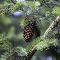 pine cone on tree