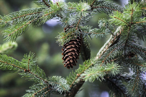 pine cone on tree