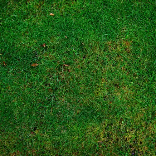free lawn texture or grass background square image